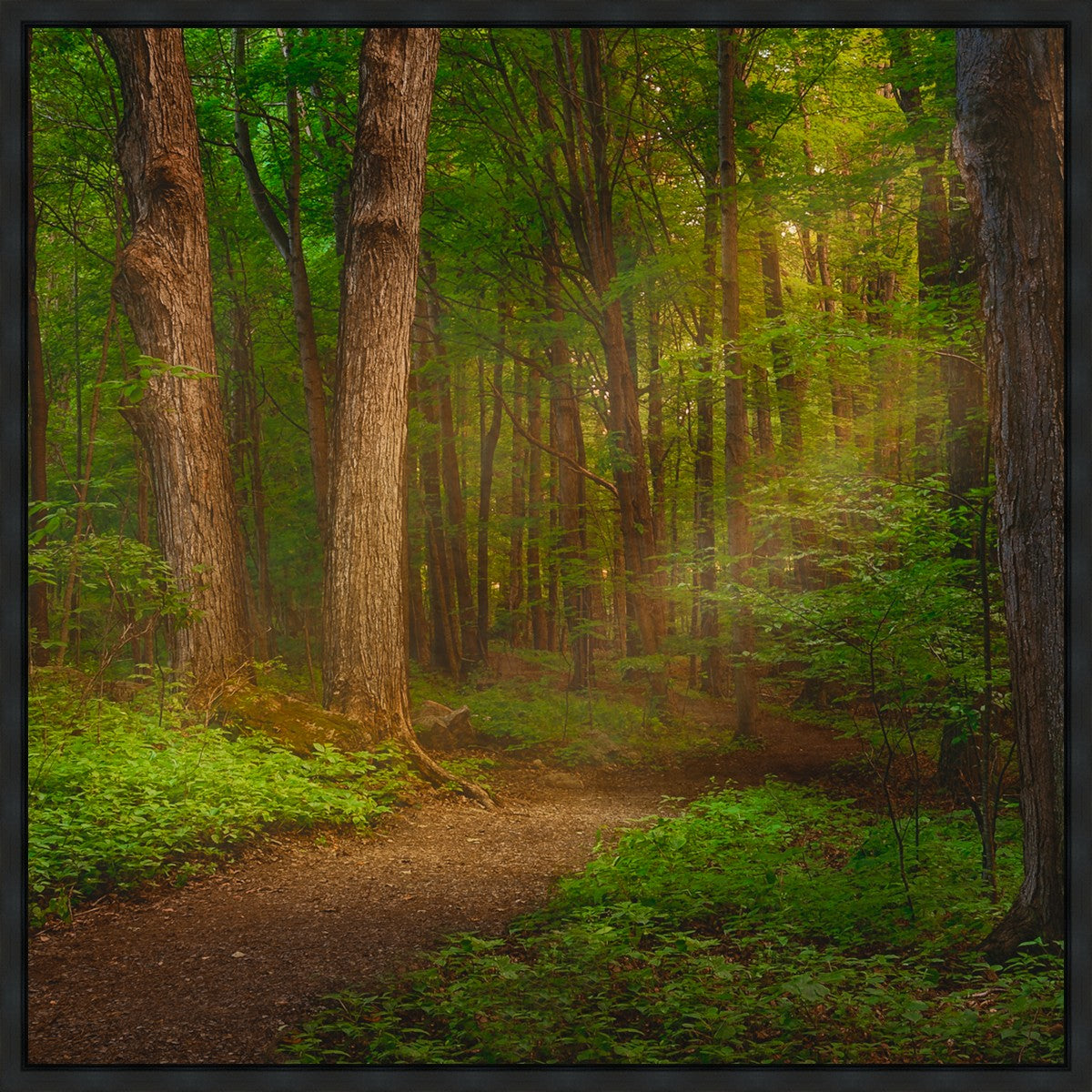Sacred Grove Gallery Wrap
