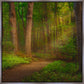 Sacred Grove Gallery Wrap