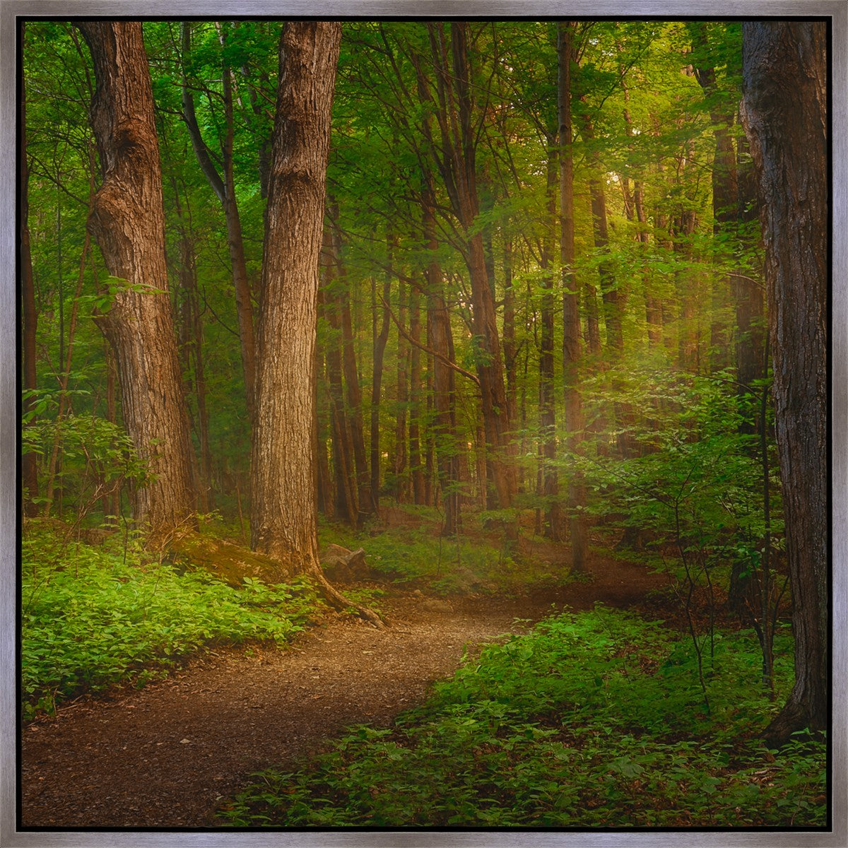 Sacred Grove Gallery Wrap