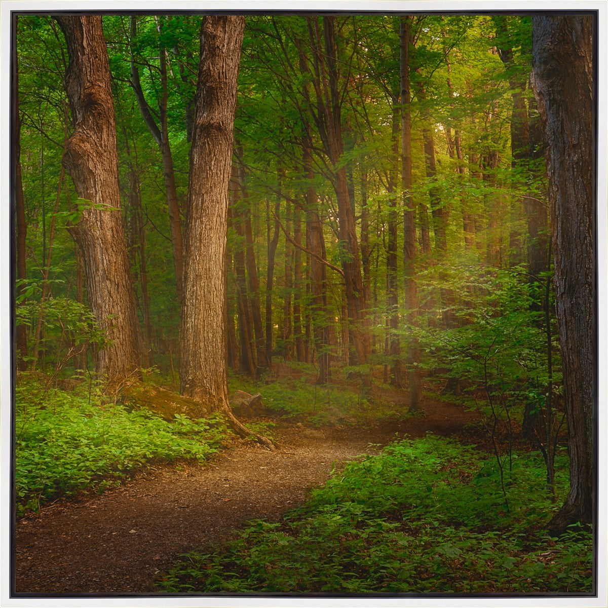 Sacred Grove Gallery Wrap