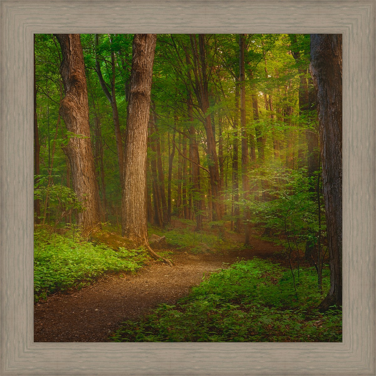 Sacred Grove