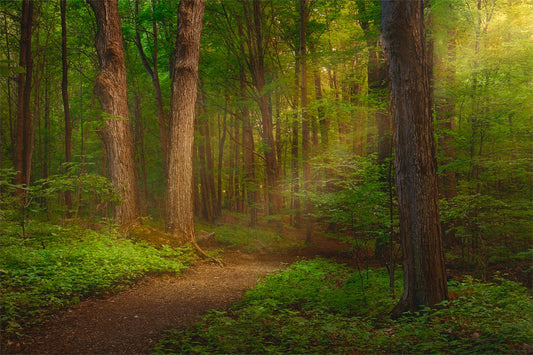 Sacred Grove Gallery Wrap