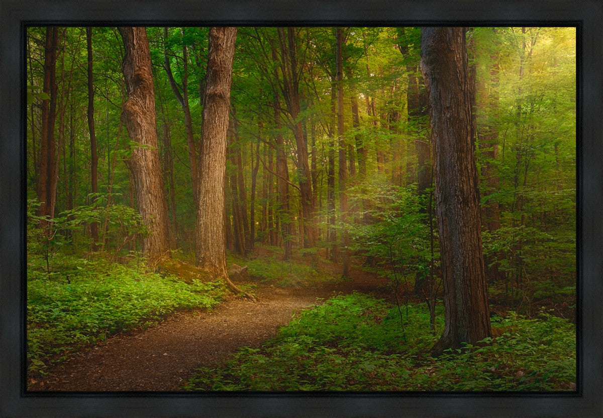 Sacred Grove Gallery Wrap