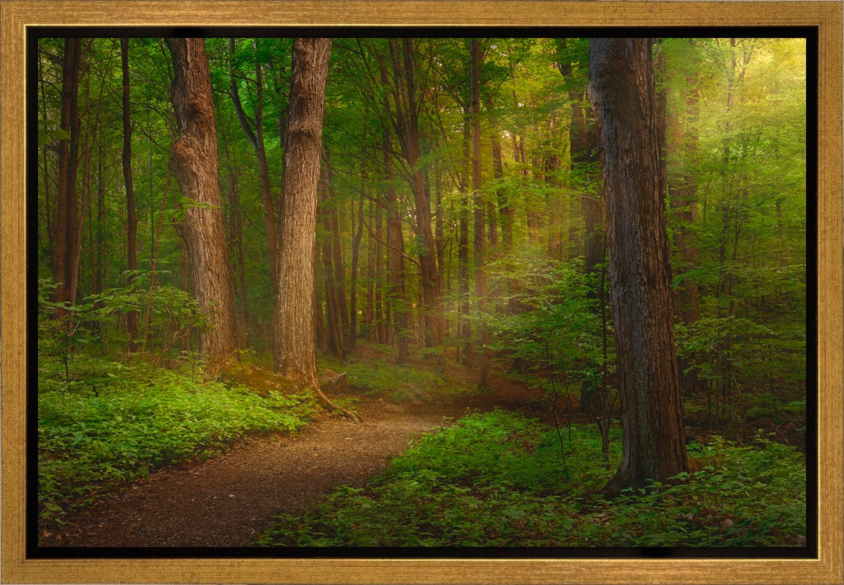 Sacred Grove Gallery Wrap