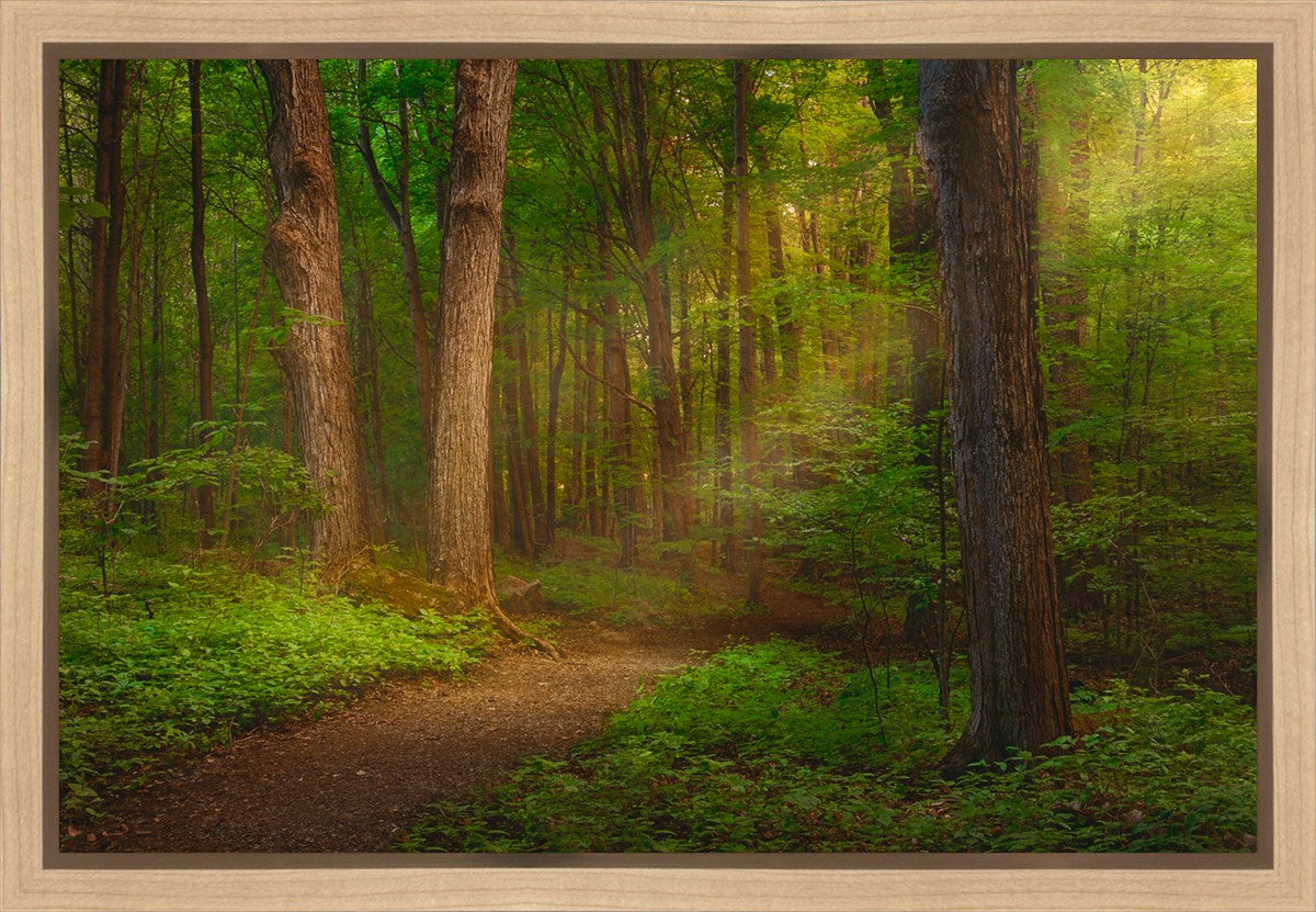 Sacred Grove Gallery Wrap