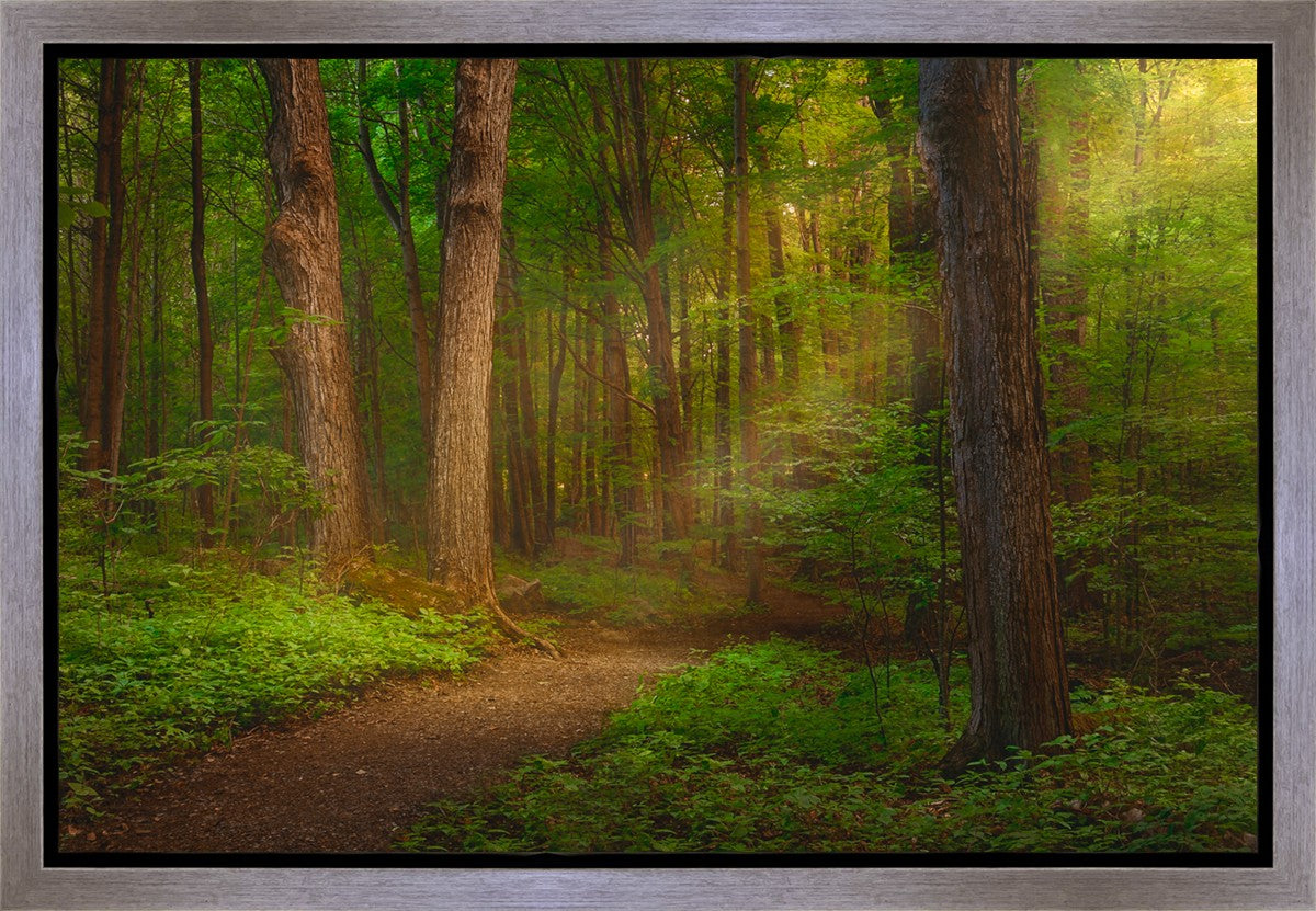 Sacred Grove Gallery Wrap