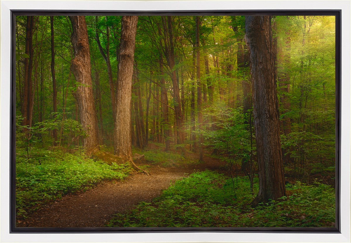 Sacred Grove Gallery Wrap
