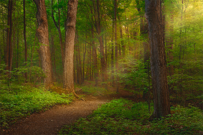 Sacred Grove Large Wall Art