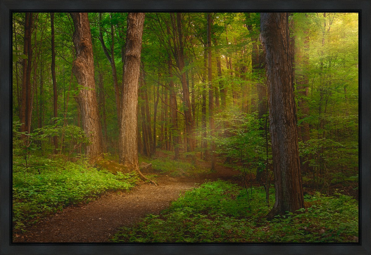 Sacred Grove Gallery Wrap