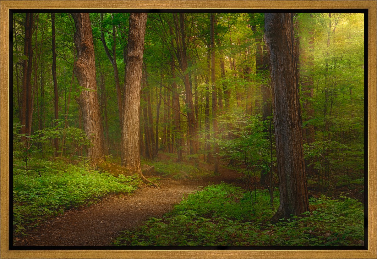 Sacred Grove Gallery Wrap