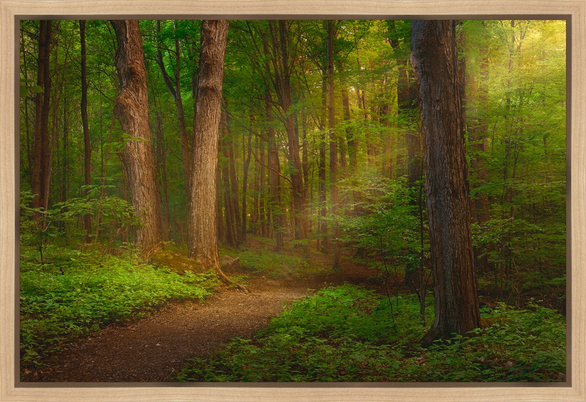 Sacred Grove Gallery Wrap