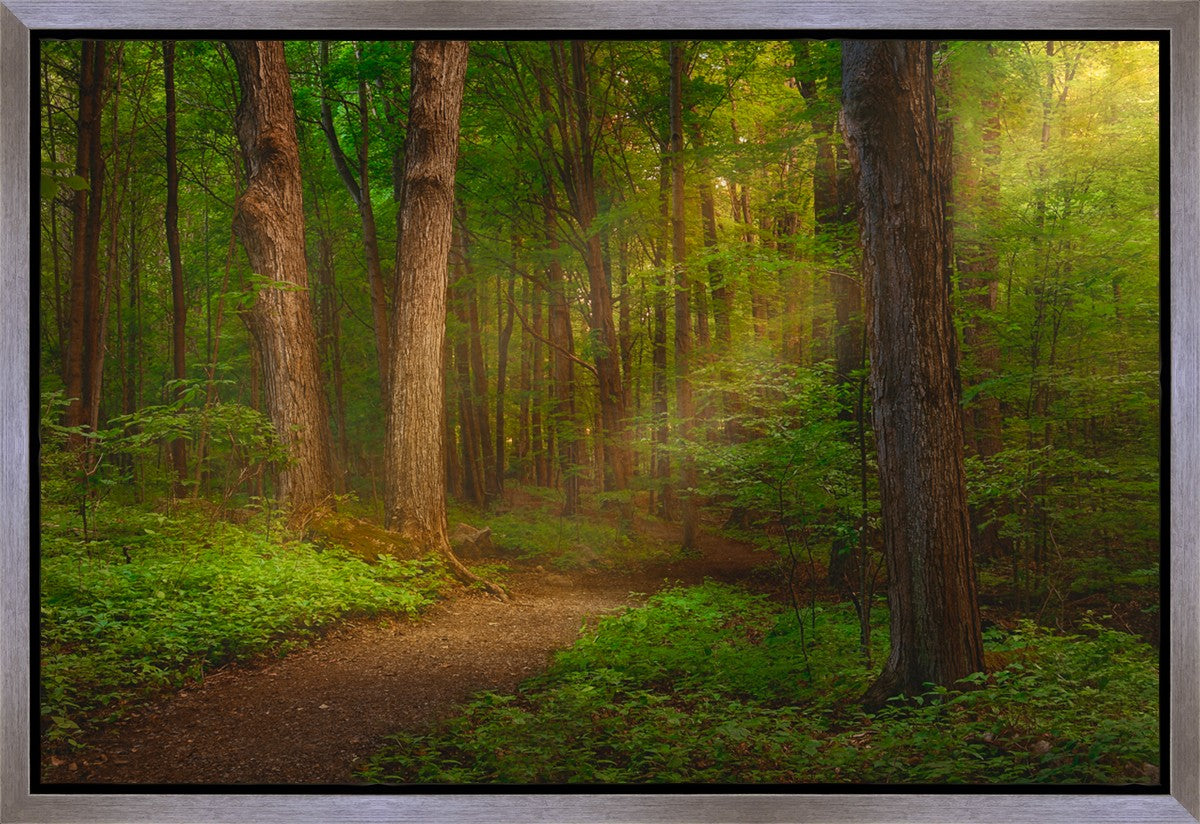 Sacred Grove Gallery Wrap