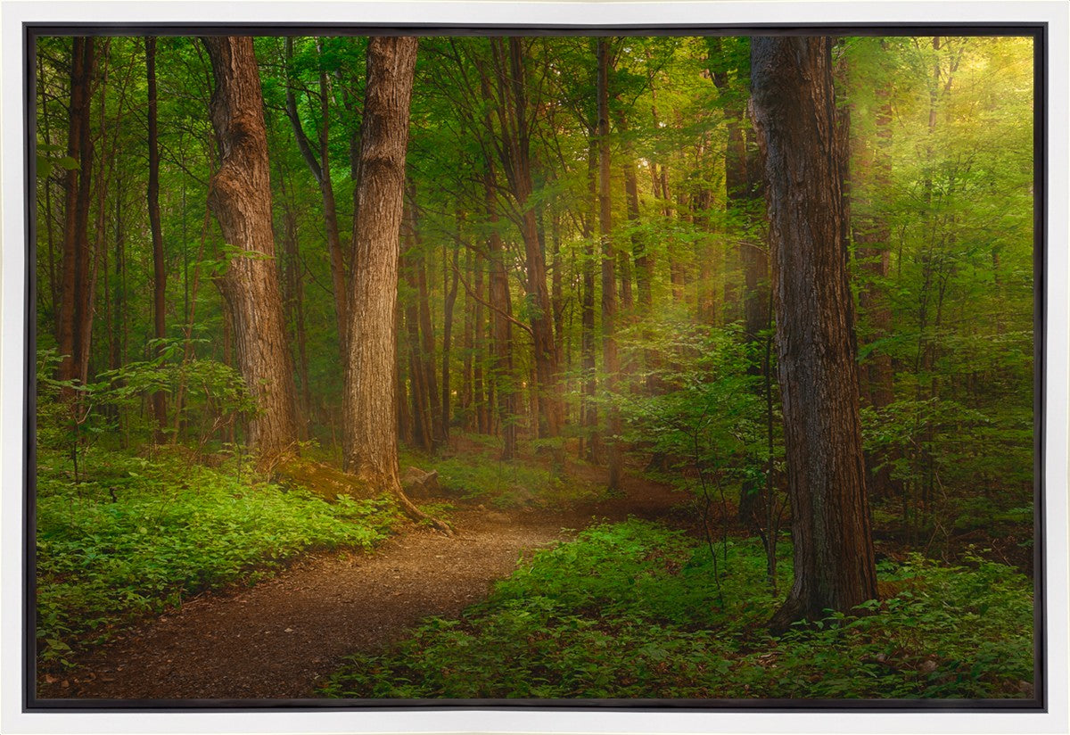 Sacred Grove Gallery Wrap