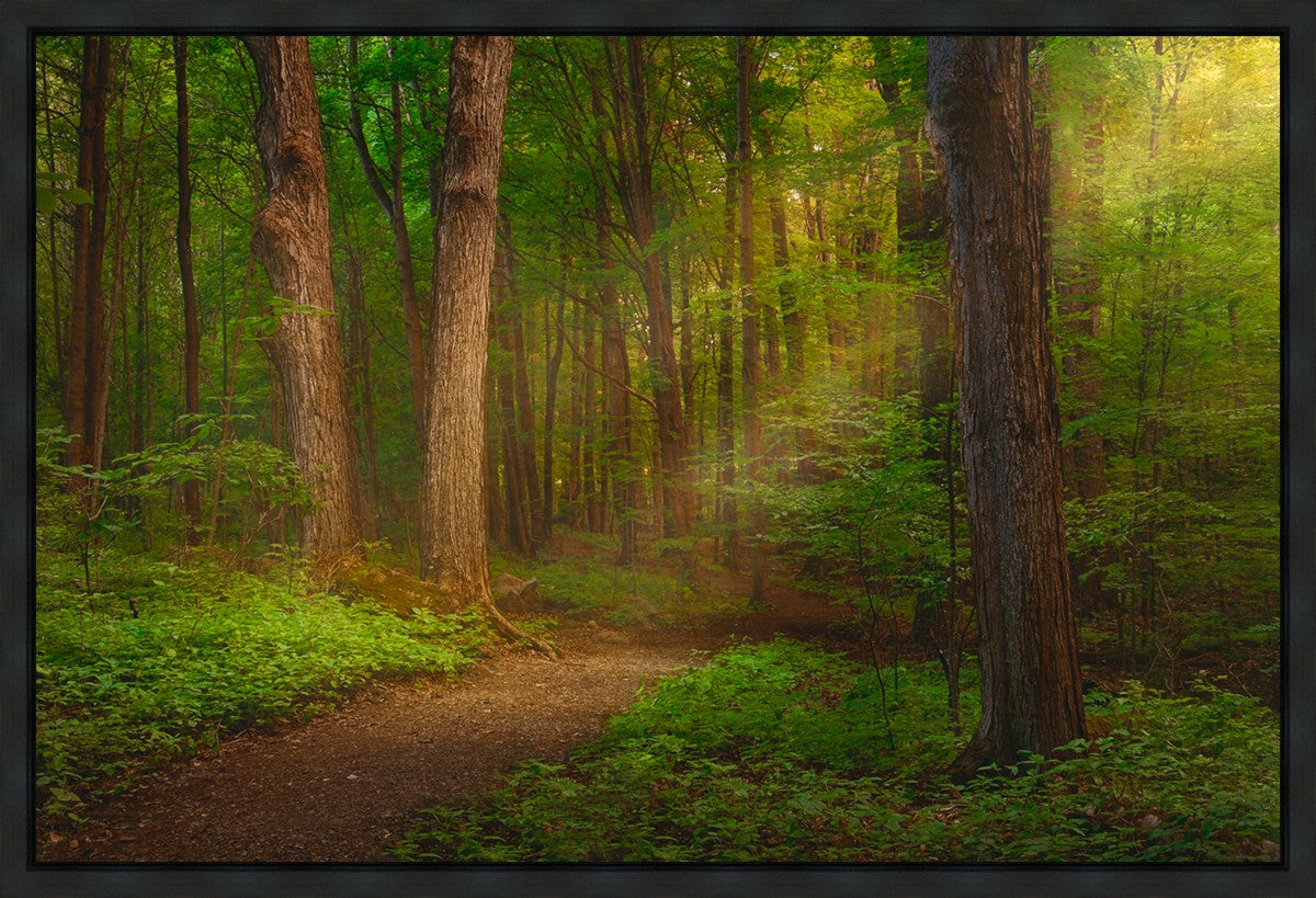 Sacred Grove Gallery Wrap