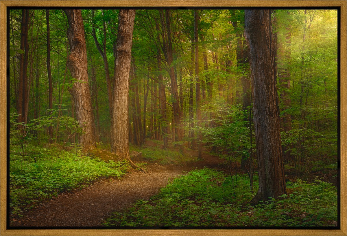 Sacred Grove Gallery Wrap