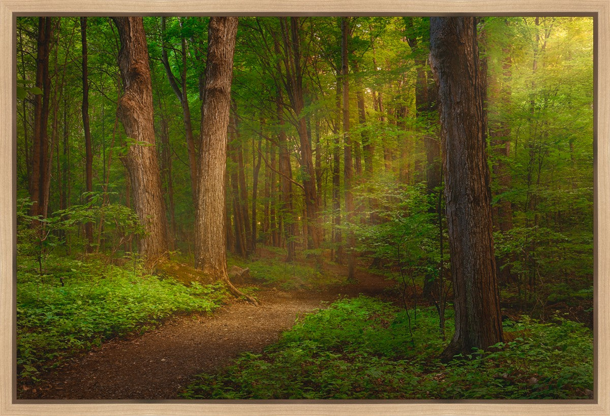 Sacred Grove Gallery Wrap