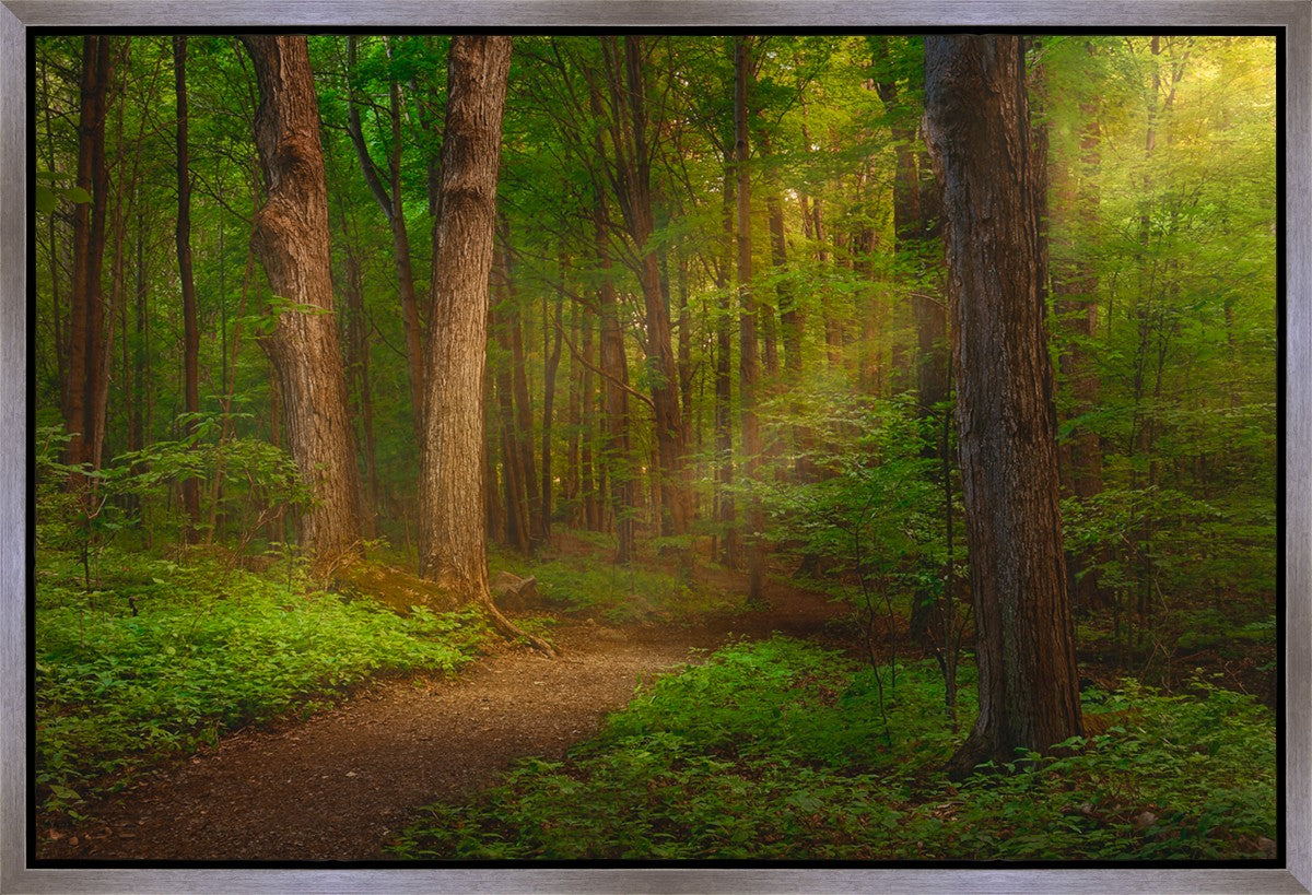 Sacred Grove Gallery Wrap