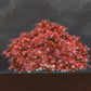 Tree of Life