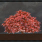 Tree of Life