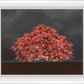 Tree of Life