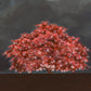 Tree of Life