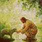 Gentle Shepherd