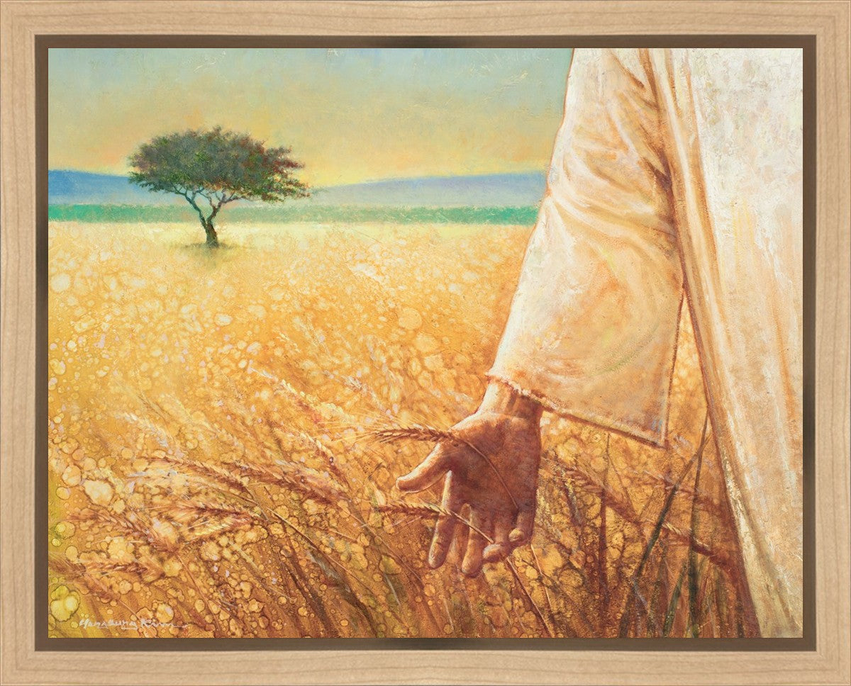 Wheat and Tares Gallery Wrap