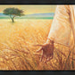 Wheat and Tares