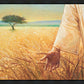 Wheat and Tares