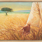 Wheat and Tares