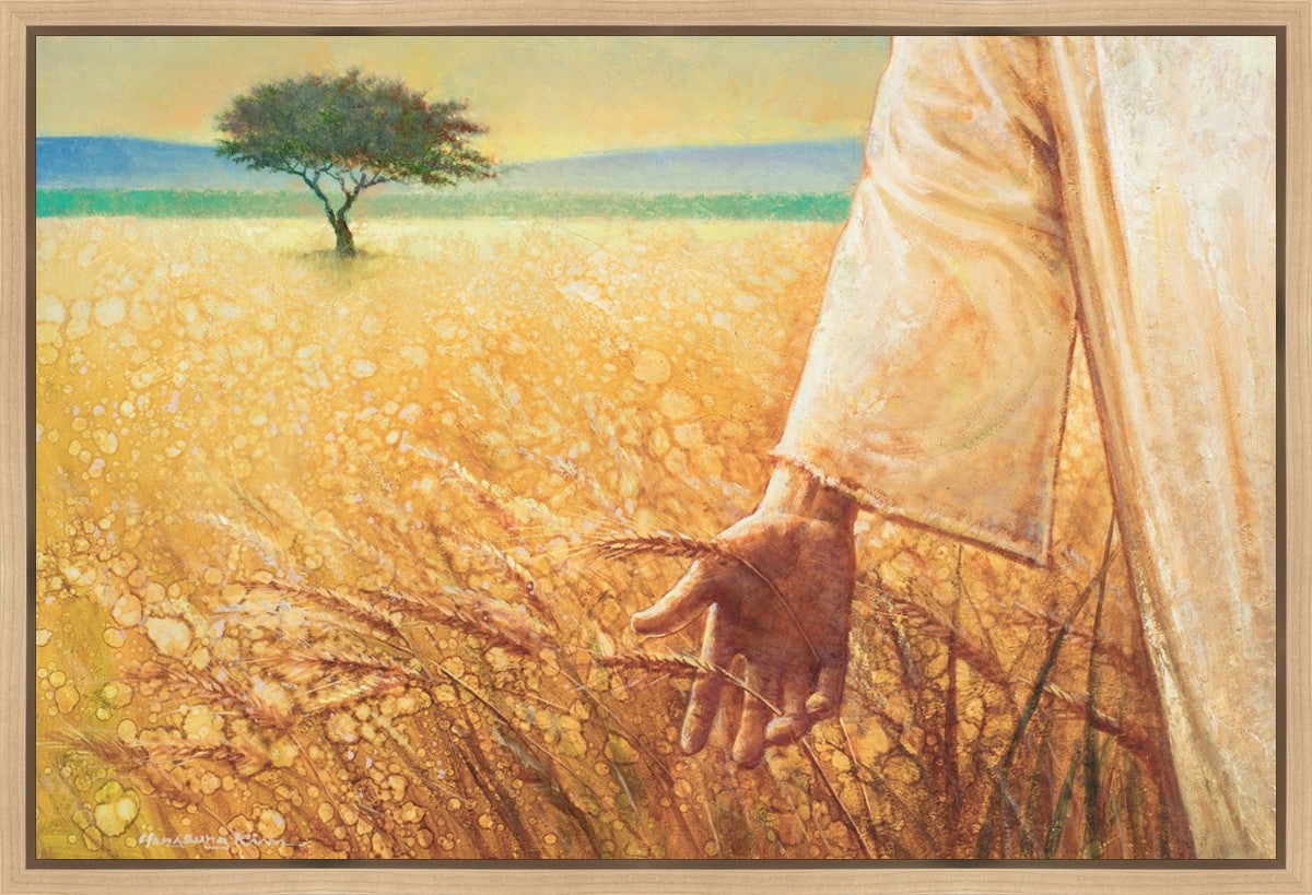 Wheat and Tares Gallery Wrap