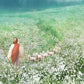 Guiding Them Home