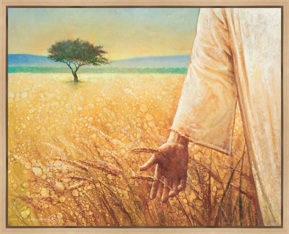 Wheat and Tares Gallery Wrap