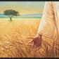 Wheat and Tares