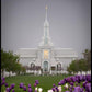 Mt Timp Tulips