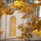 Salt Lake Autumn Leaves