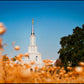 Sacramento Cotton Grass