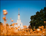 Sacramento Cotton Grass