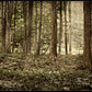 Sacred Grove