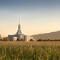 Mt Timp Harvest