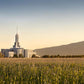 Mt Timp Harvest
