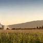 Mt Timp Harvest