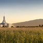 Mt Timp Harvest