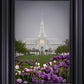 Mt Timp Tulips
