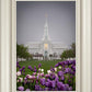 Mt Timp Tulips