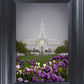 Mt Timp Tulips