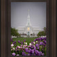 Mt Timp Tulips