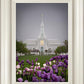 Mt Timp Tulips