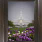 Mt Timp Tulips