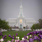 Mt Timp Tulips